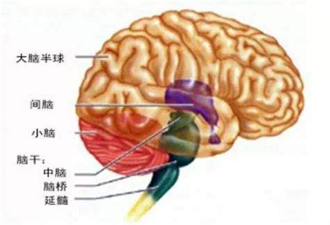 木原腦幹|腦幹:腦幹的外形,腦幹腹側面,腦幹背側面,腦幹構造,內。